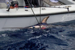 Daiwa Tanacom 1200 Power Assist Electric Reel -Fishing Tackle Sale daiwa tanacom 1200 power assist electric reel 59523.1697294756