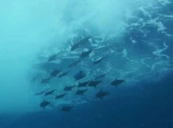 Fish Razr Flapz Dredge -Fishing Tackle Sale fish razr squidnation flapz dredge 37624.1696735039